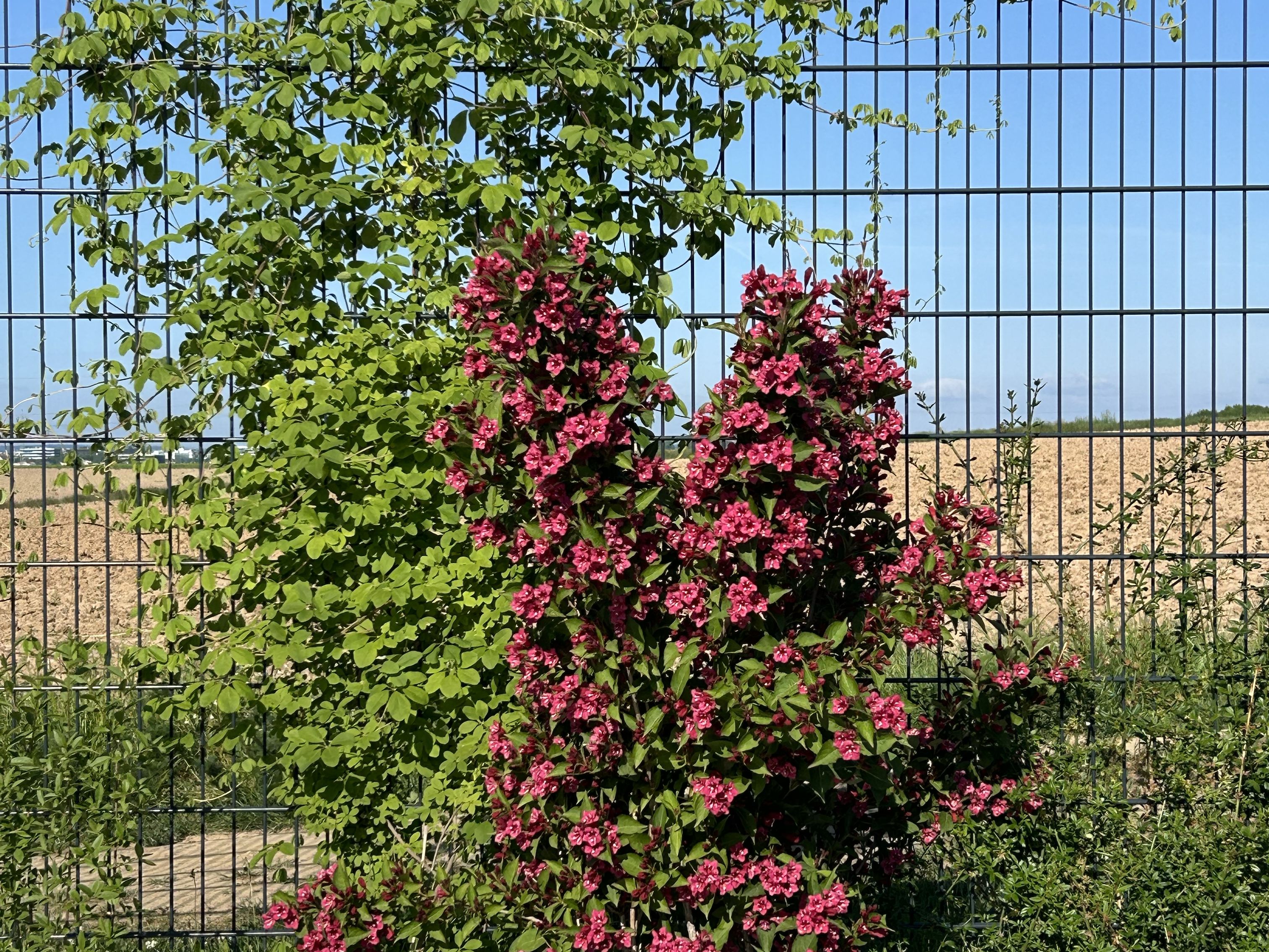 Blühende Sträucher am Doppelstabmattenzaun